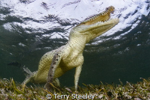 Jurassic crocs
— Subal underwater housing, Zen DP230, Ca... by Terry Steeley 